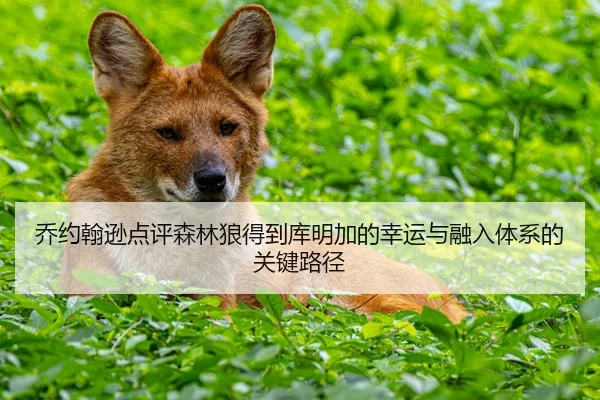 乔约翰逊点评森林狼得到库明加的幸运与融入体系的关键路径